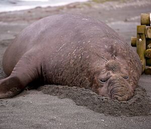 Male elephant seal asleep on Macquarie Island sand