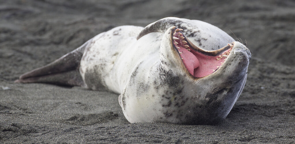 seal leopard yawning antarctica island teeth sharp