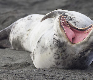 Yawning leopard seal showing lots of sharp teeth