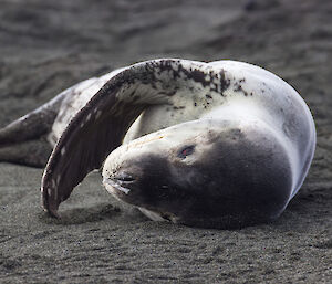 Slim and sleek leopard seal rolling around in dark sand