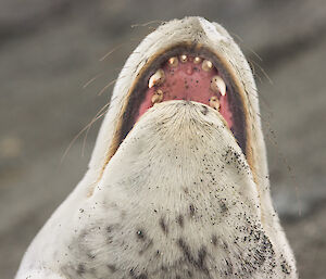 Leopard Seal sharp teeth as seen from the front with the seal looking upwards, mouth open