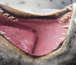 A leopard seals mouth wide open, about the length of a human head, with its nose on the right hand side of the picture, chin on left