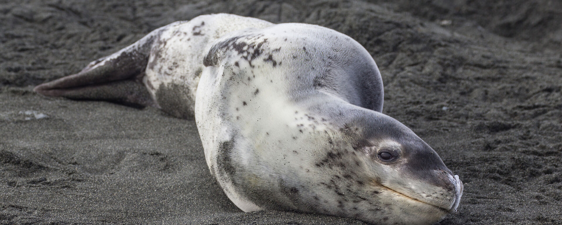 Leopard seal lies on the sand with one eye on camera, seemingly smiling