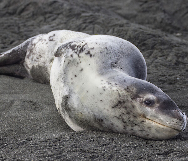 Leopard seal lies on the sand with one eye on camera, seemingly smiling