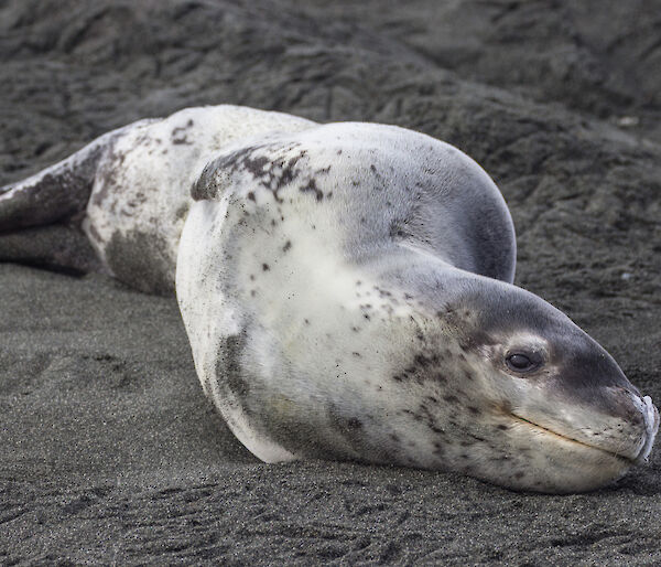 Leopard seal lies on the sand with one eye on camera, seemingly smiling