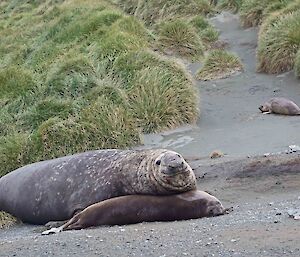 A large male elephant seal rests his head gently on a female as he gazes at the camera with a pleasant expression