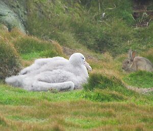 Rabbit and giant petrel chick at Davis Point