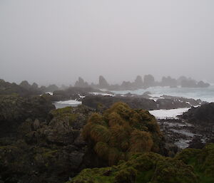 Davis point coastal scenery