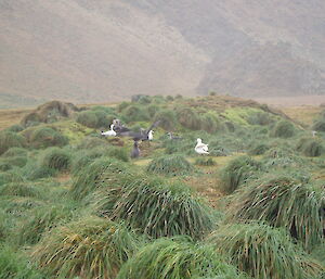 giant petrels in tussock grass