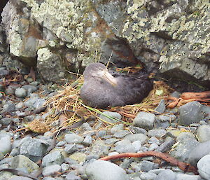 Nesting northern giant petrel