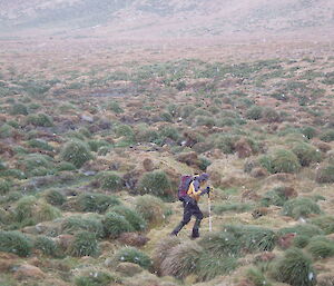 Wildlife ranger Mike searching for nests