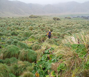 Searching through thick tussock grass