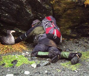 ranger Mike checks nesting northern giant petrel for a leg band