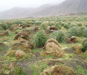 Tussock grass at Eagle Point previously badly damaged by rabbits and now regenerating well