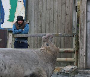 Greg gets to know a visiting bull seal