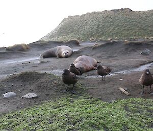 Skuas hanging around for a feed