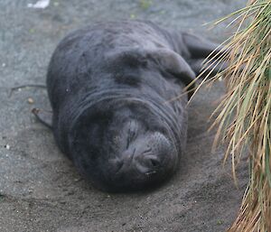 Our first elephant seal pup of the year