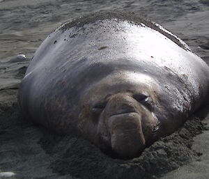 Adult bull elephant seal