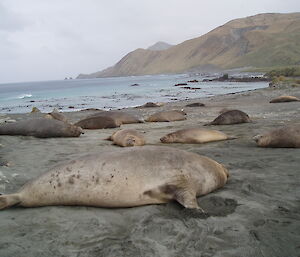 Adult and sub-adult males hanging around