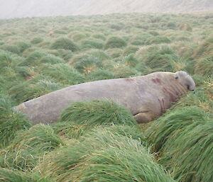 Adult male elephant seal in tussock grass