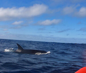 A pod of orcas from the boat