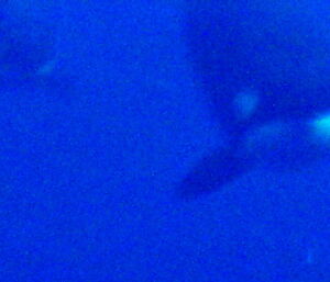 Keon’s underwater orca shot!