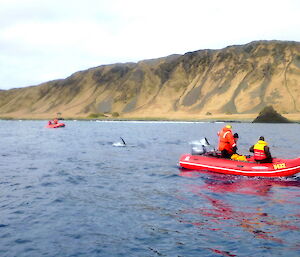 Orcas approach the boat