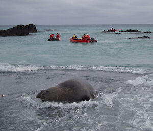 Taken from the beach, a seal and waves in foreground and three rubber boats filled with expeditioners in background