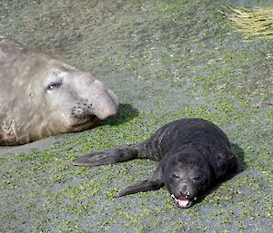 Newborn elephant seal pup