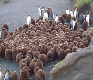 King penguin chick creche at Gadgets Gully