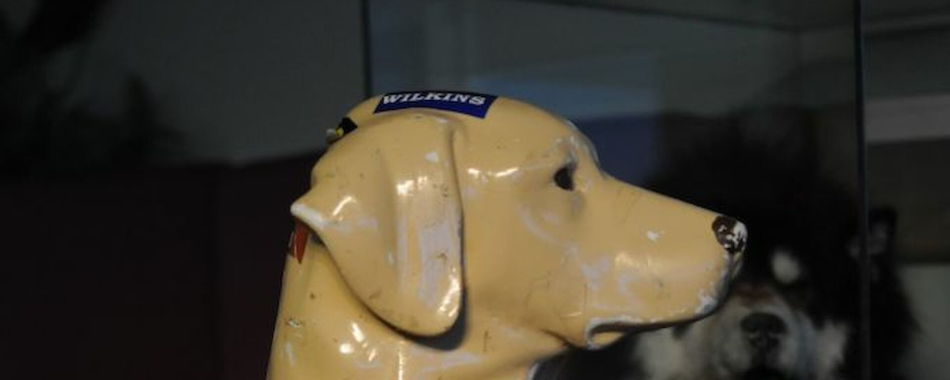Stay the plastic yellow labrador, a station mascot