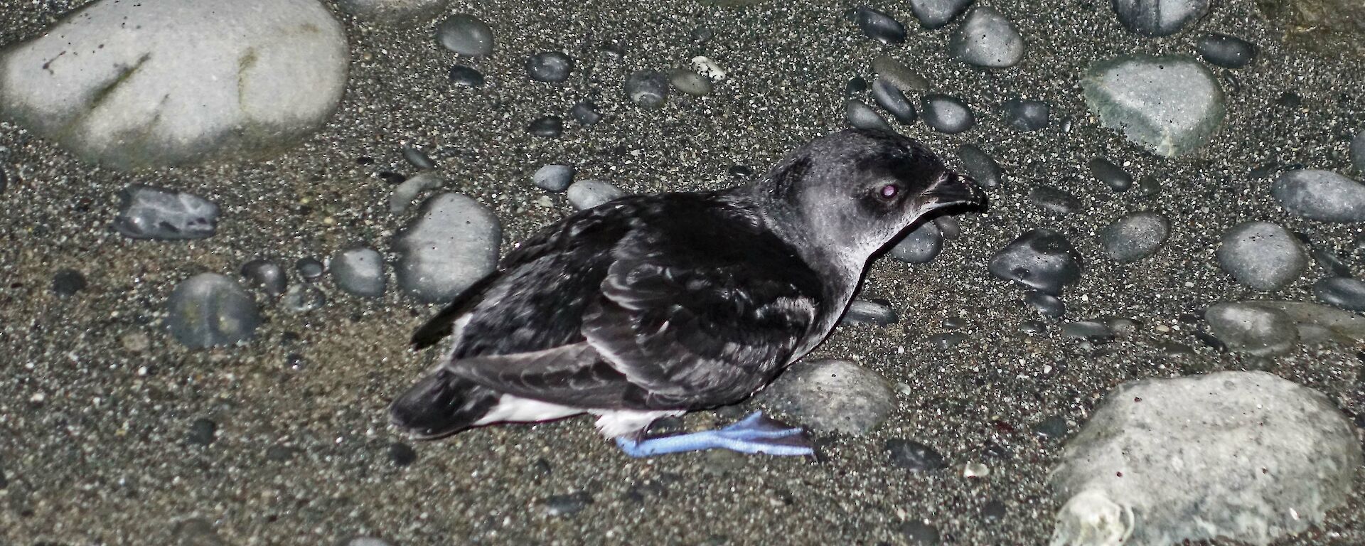 A diving petrel, small bird on the ground