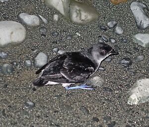 A diving petrel, small bird on the ground