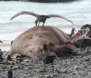 Giant petrels feed on dead seal