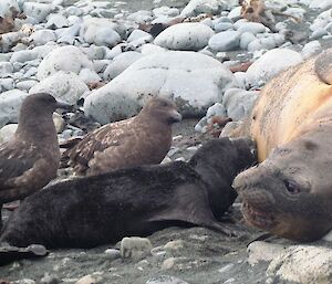 Mother seal warns the skuas away