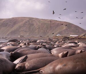 The elephant seal harem on West Beach