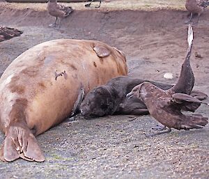 Skua waiting for opportunity to steal some seal milk