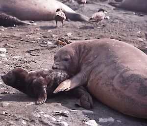 Mum and newborn pup