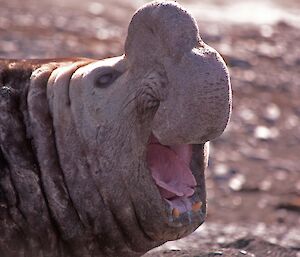 Close up of bull elephant seal head, mouth open while he calls out