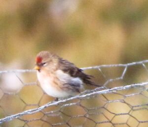 Redpoll finch close up sitting on a wire fence