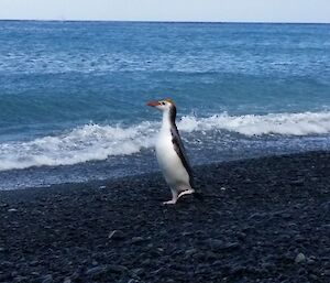 A lone royal penguin marches up the rocky beach, water in background