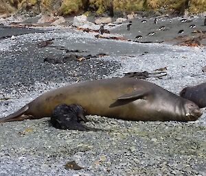 Elephant seal and newborn pup