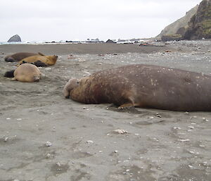 Large bull elephant seal with harem and pups on a beach