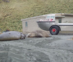 Two bull elephant seals face each other in a friendly way in front of a LARC land/sea vehicle