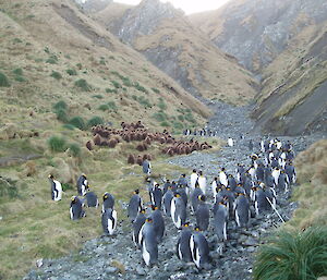 King penguin colony at Gadgets Gully with adults on right and a large group of fluffy, fat chicks on the left looking up the valley