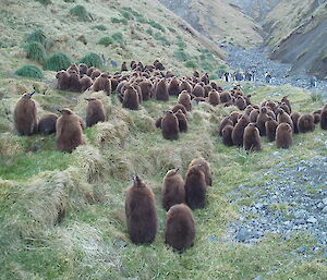 King penguin chick creche