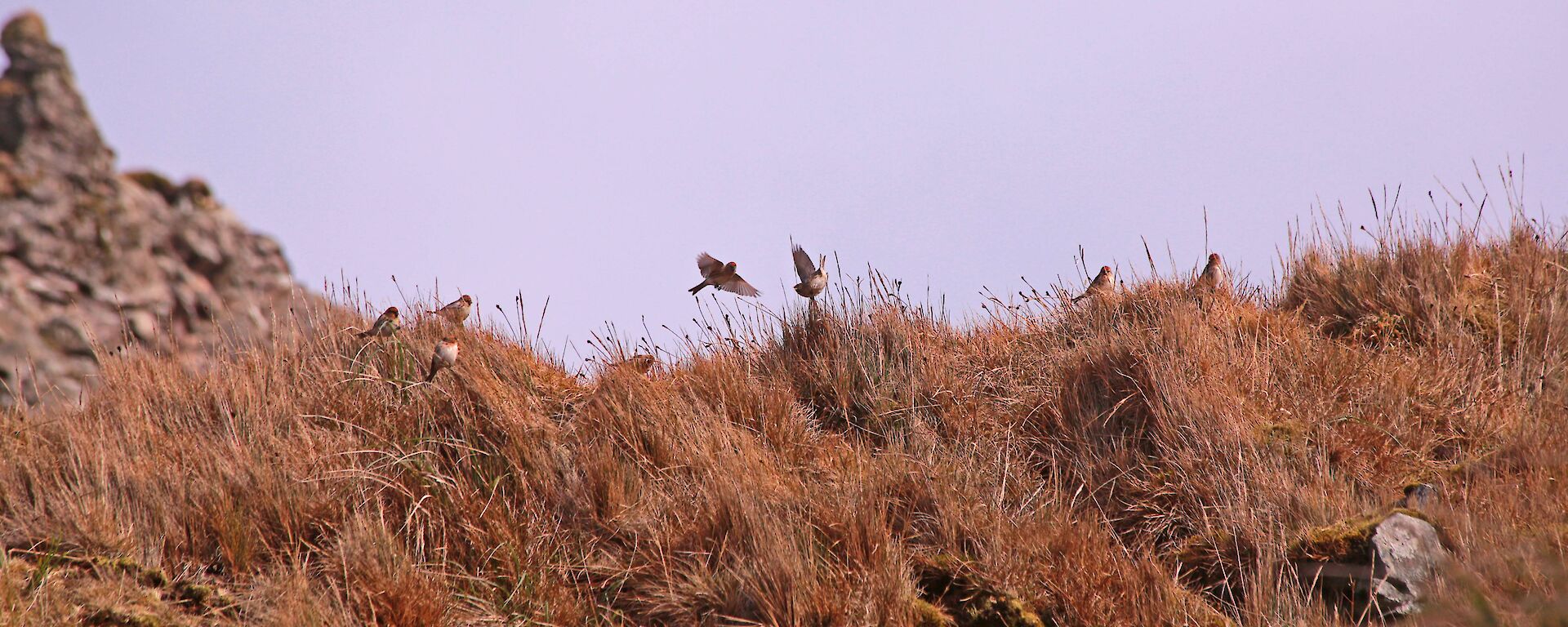 Redpoll finches in the tussock grass