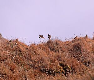 Redpoll finches in the tussock grass