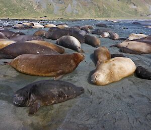 The largest harem on the isthmus at west beach