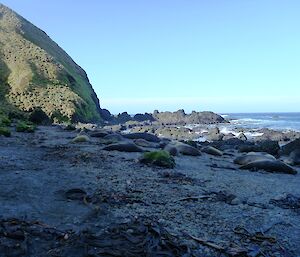 Elephant seals on Secluded Beach